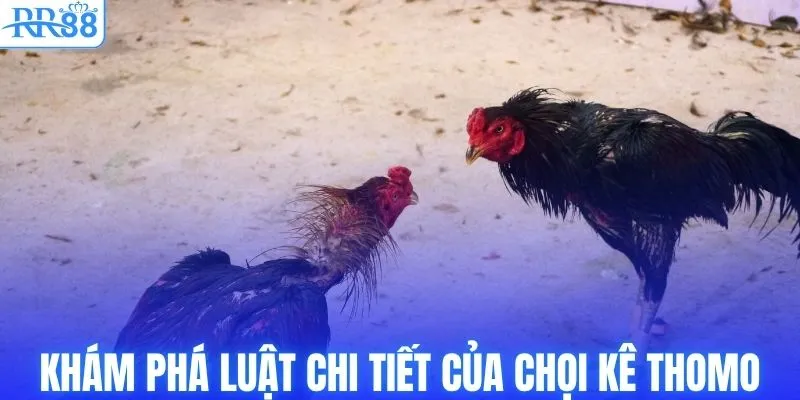Đá Gà Thomo - Luật & Cách Xuống Tiền Bất Bại Từ RR88 3 Khám phá luật chi tiết của chọi kê Thomo