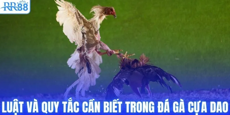 Luật và quy tắc cần biết trong đá gà cựa dao